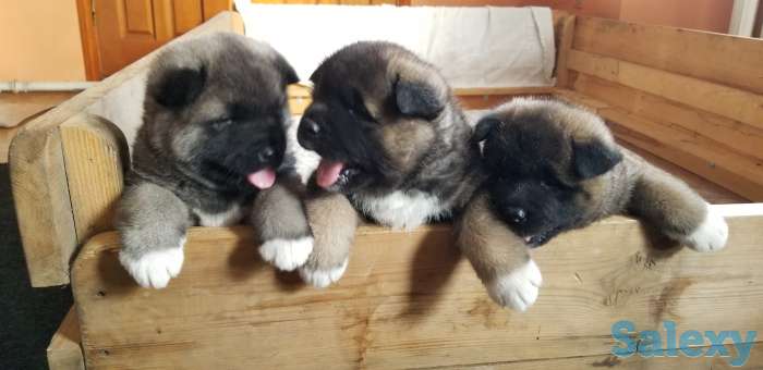 продам щенков Американская акита, фотография 8