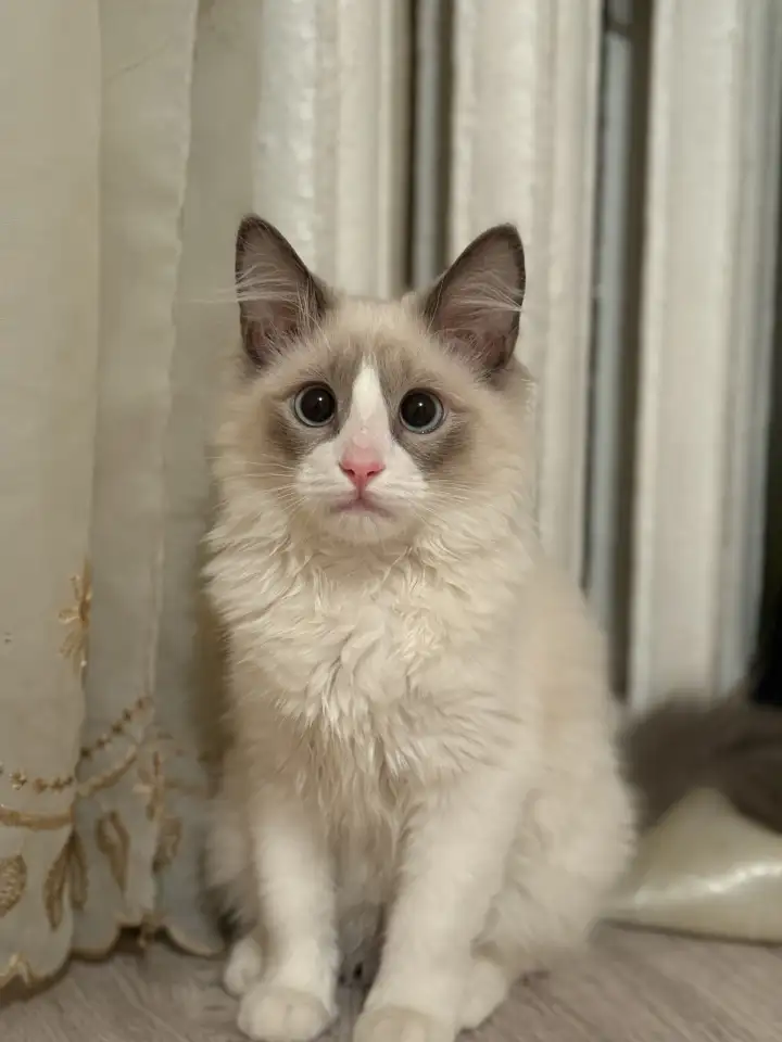 Котенок в прадаже, фотография 2