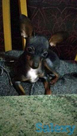 Той терьерчик мальчик, фотография 1