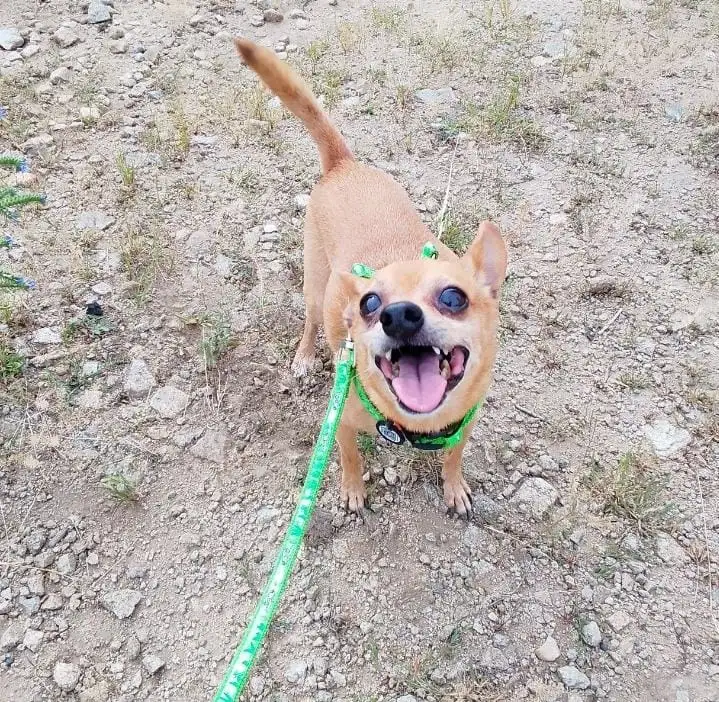 Передержка животных, фотография 6