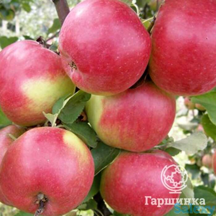 Яблоня жигулёвское, фотография 1