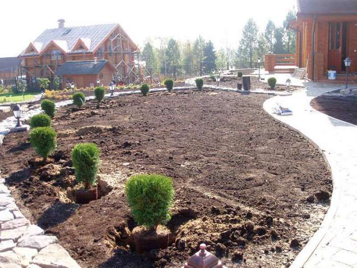 посадка крупномеров, фотография 5