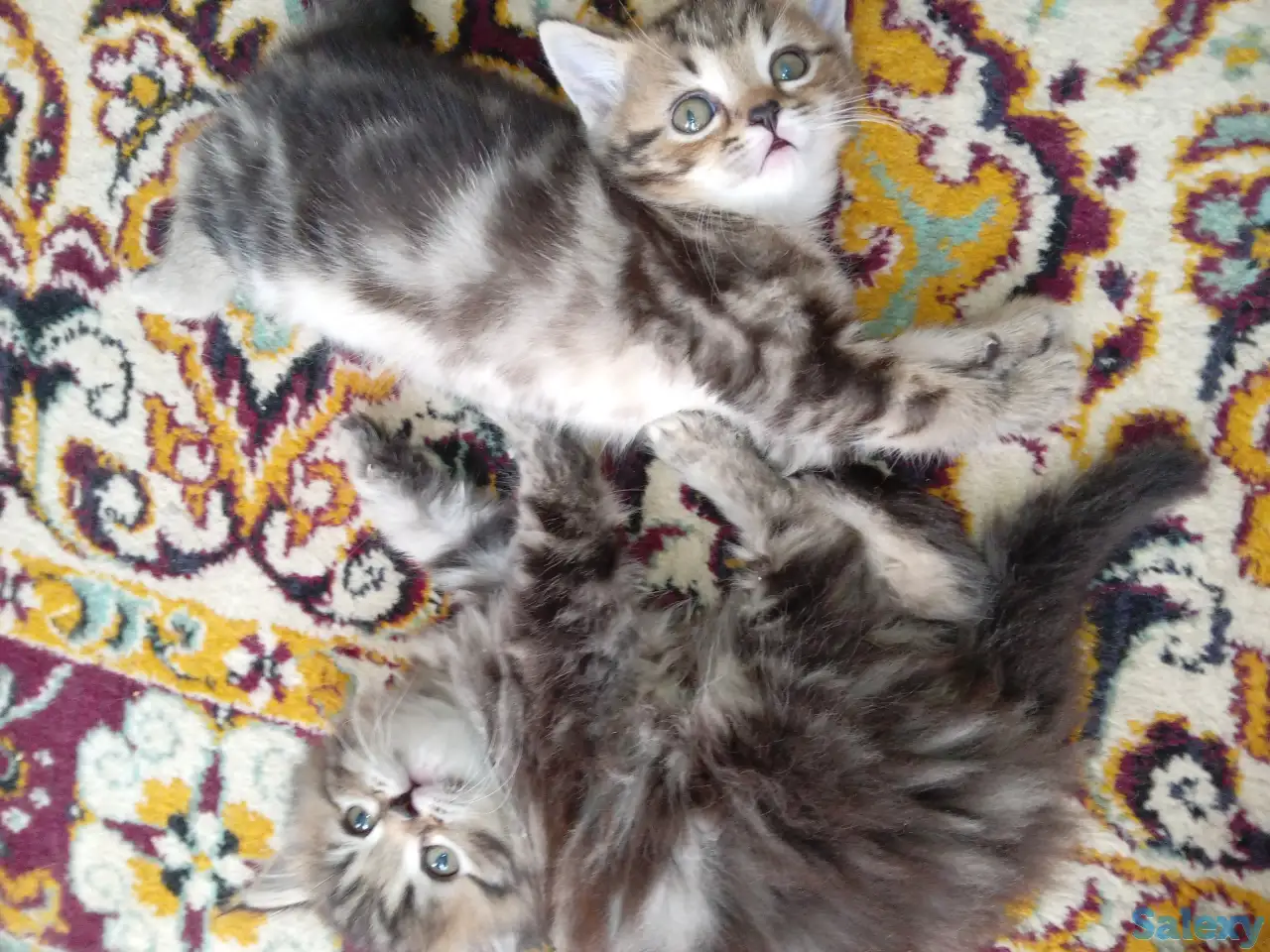 Котята, фотография 3