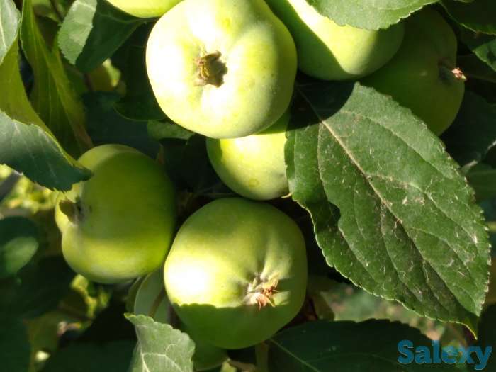 Продам дачу, фотография 4