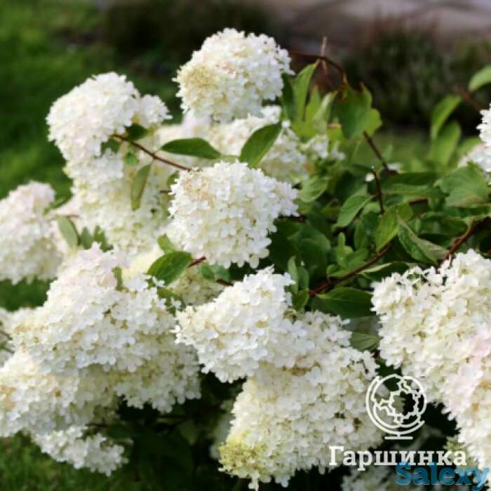 Гортензия саммер сноу, фотография 1
