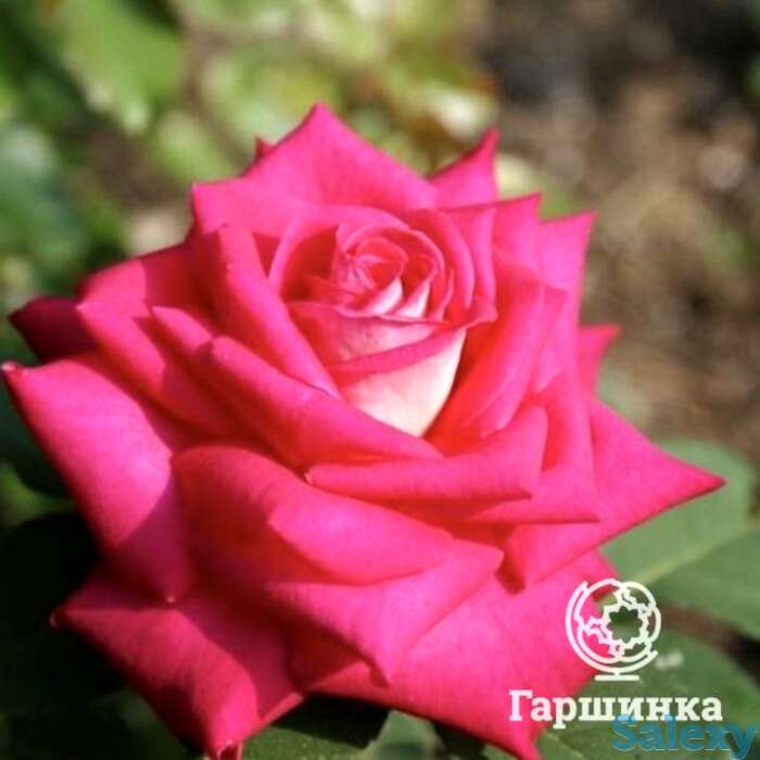 Роза акапелла чайно-гибридная, топалович, фотография 1