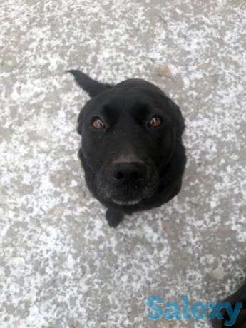 Питьбуль с охотничьи, фотография 1