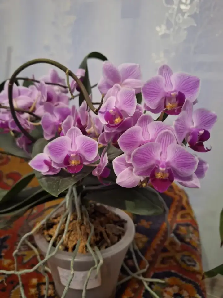 Продам орхидеи, фотография 2