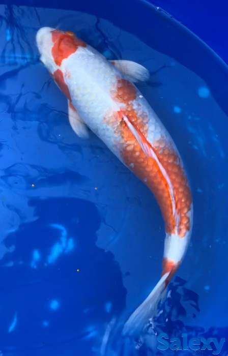 Карп Коя -малёк из собственного питомника, фотография 2