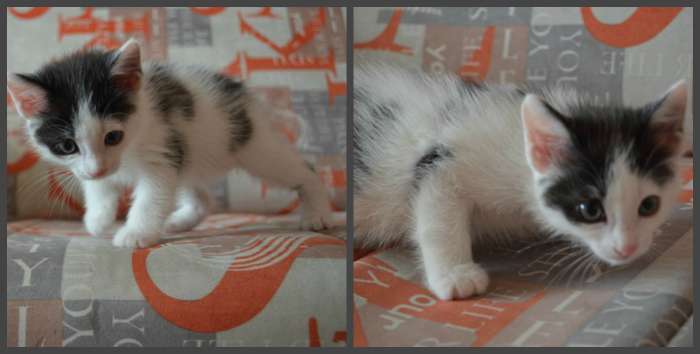 Девочка редкого окраса Dalmatin Cat 1,5 месяца, фотография 2