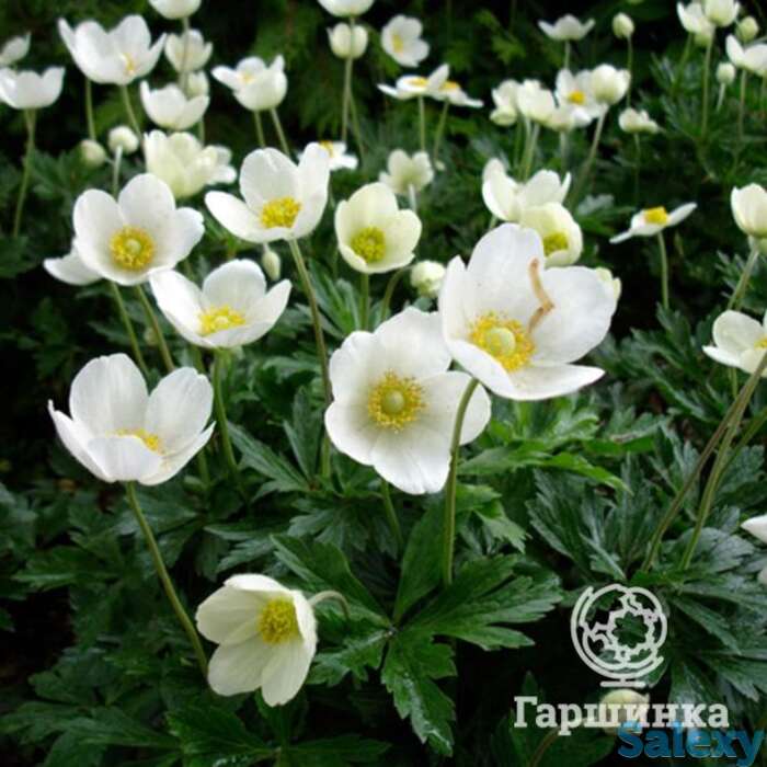 Анемона лесная, фотография 1