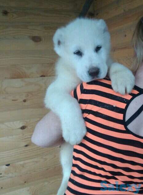 Продаются щенки САО от Ак Сункара - отец и Helisia De Wait Bonia - мать щенков., фотография 6