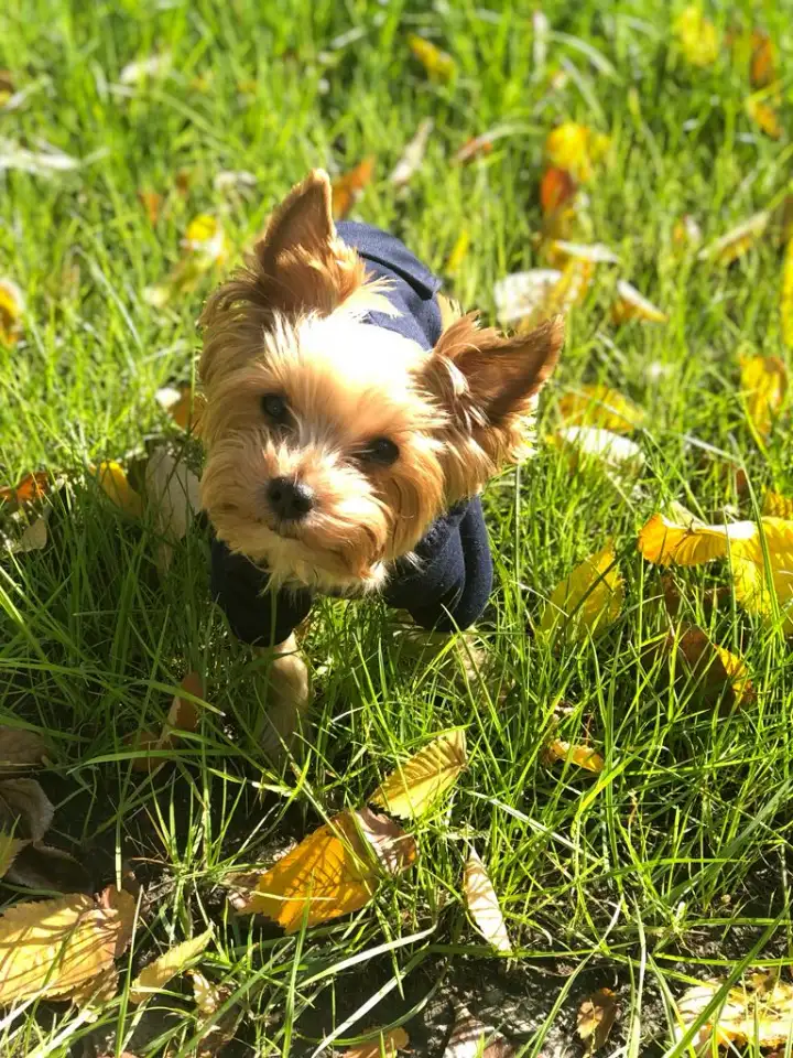 Продам щенков йоркширского терьера, фотография 3