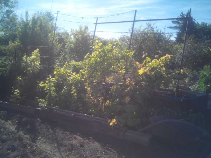 Продам дачу, с/о 