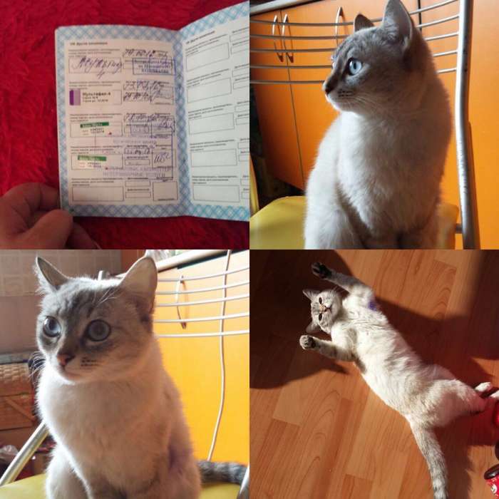 Ищет дом кошка Анжела. , фотография 1