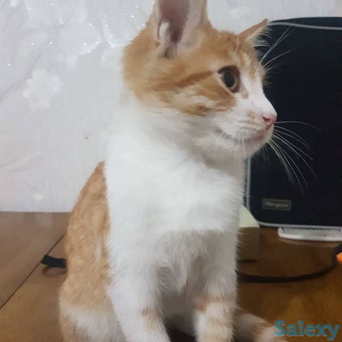 Подарю котенка львенка, фотография 4