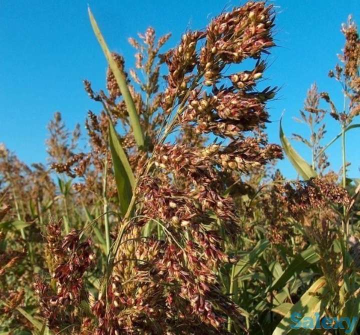 Семена Суданка сорт 