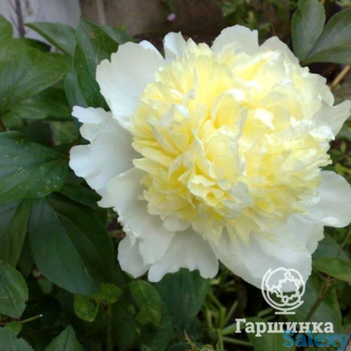 Пион лаура дессерт, фотография 1