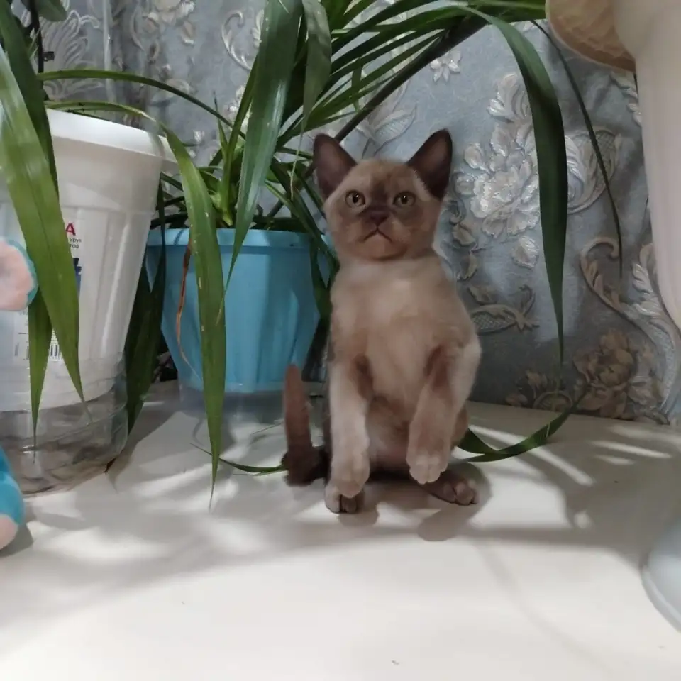 БУРМАНСКИЕ КОТЯТА С РОДОСЛОВНОЙ  АЛМАТЫ  доставка по Кз и в другие страны присутствует, фотография 4