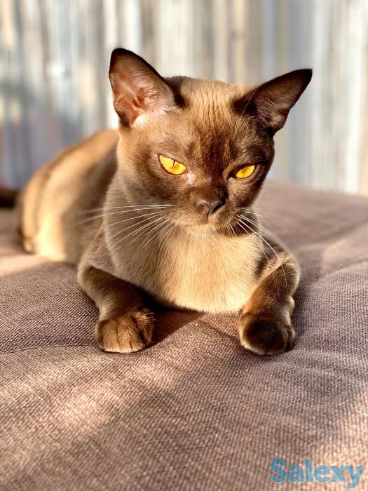 Бурманские котята, фотография 6