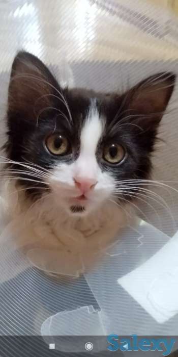 Отдадим в добрые руки, фотография 1