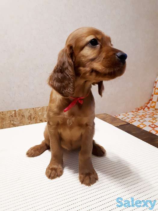 Щенки ирландского сеттера, фотография 3