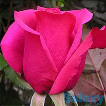 Саженцы корни роз, фотография 6