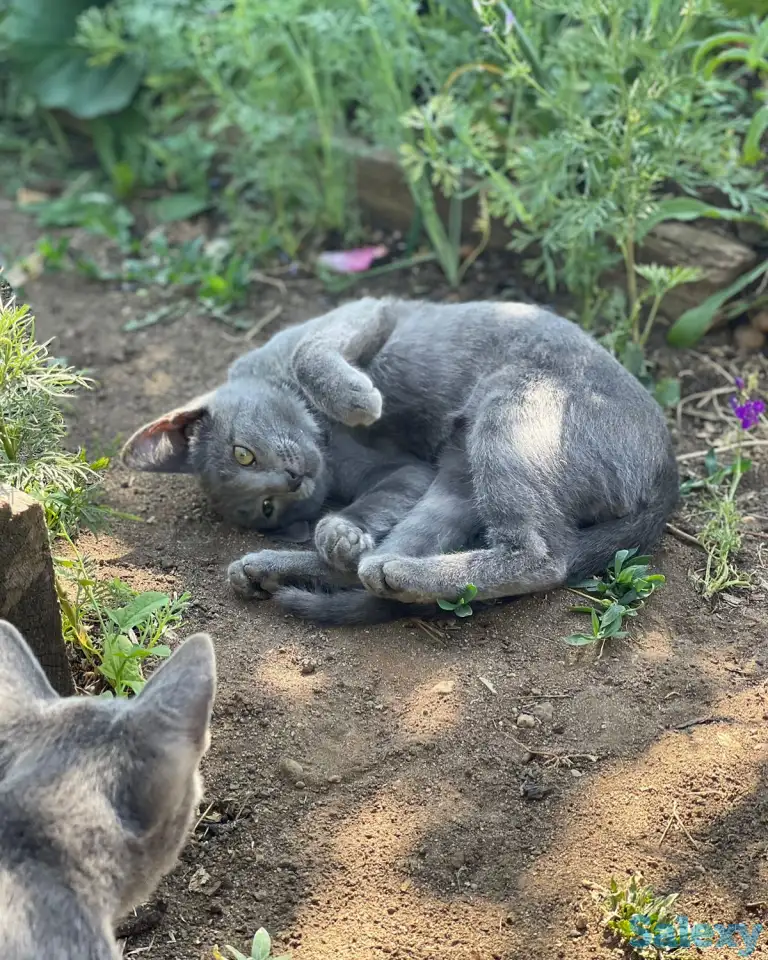 Отдам котят в добрые руки, фотография 1