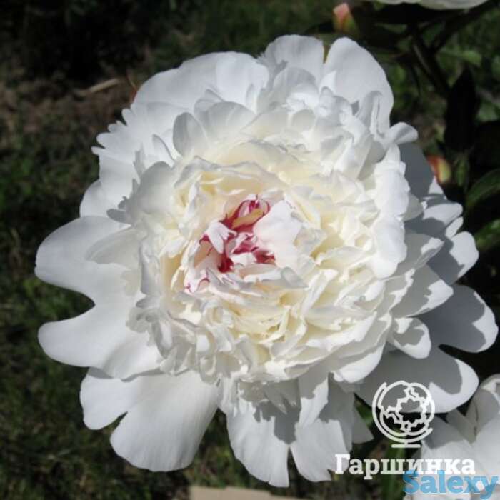 Пион фестива суприм, фотография 1