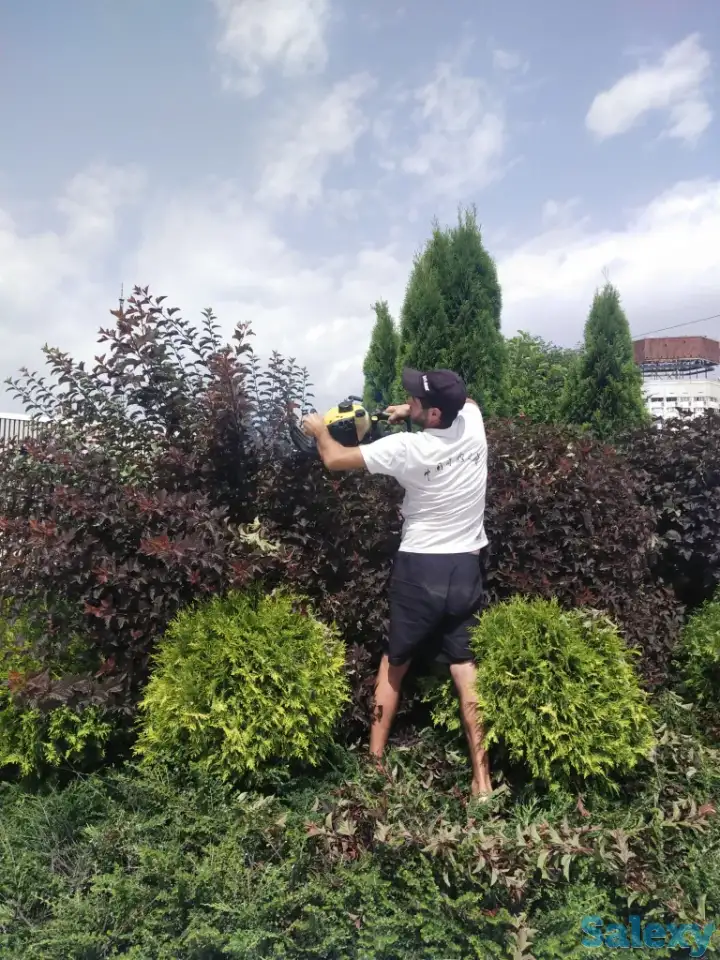 Ландшафтные работы. Озеленение., фотография 10