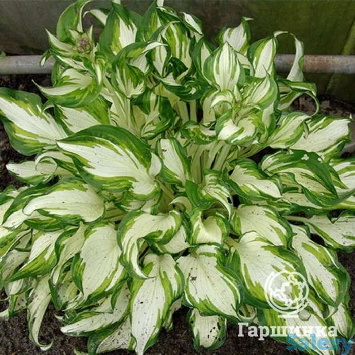 Хоста киви сперминт (м), фотография 1