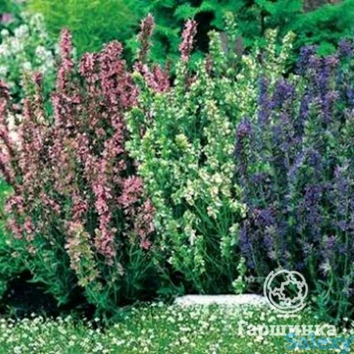 Семена Иссоп Дачный лекарь смесь 0.1г, фотография 1