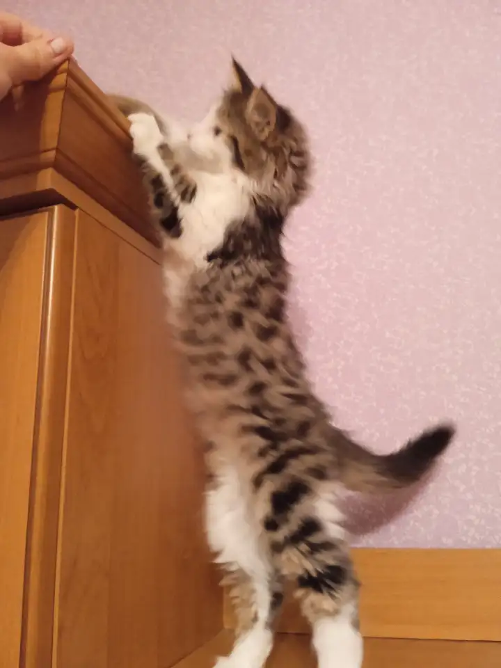 Котята в добрые руки девочки, фотография 5