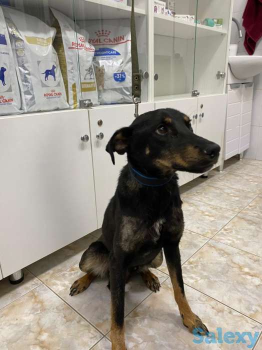 Отдам в хорошие руки, фотография 2