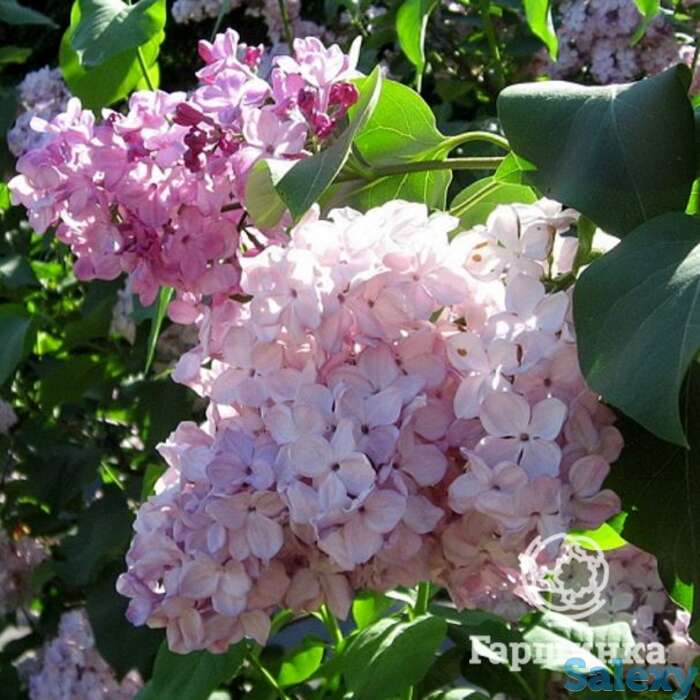 Сирень гортензия, фотография 1