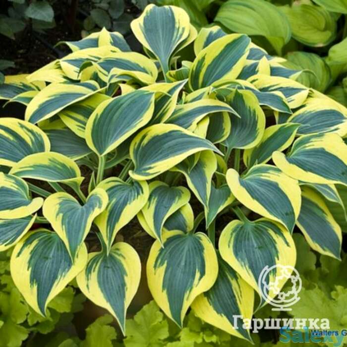 Хоста отем фрост (m), фотография 1