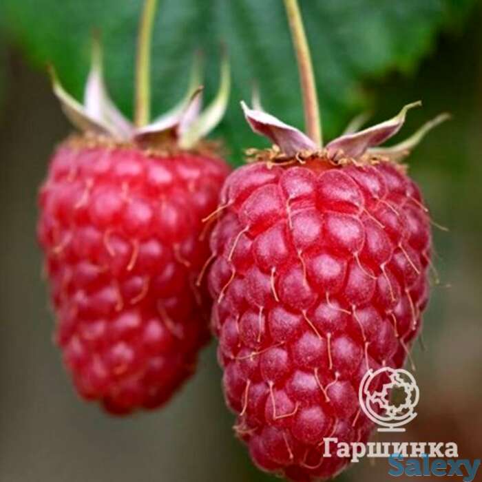 Малина Гусар, фотография 1