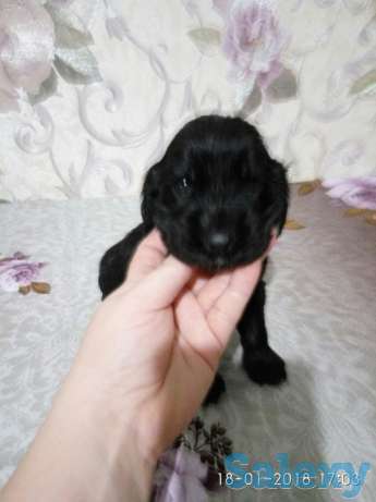 Продам щенков спаниеля, фотография 1