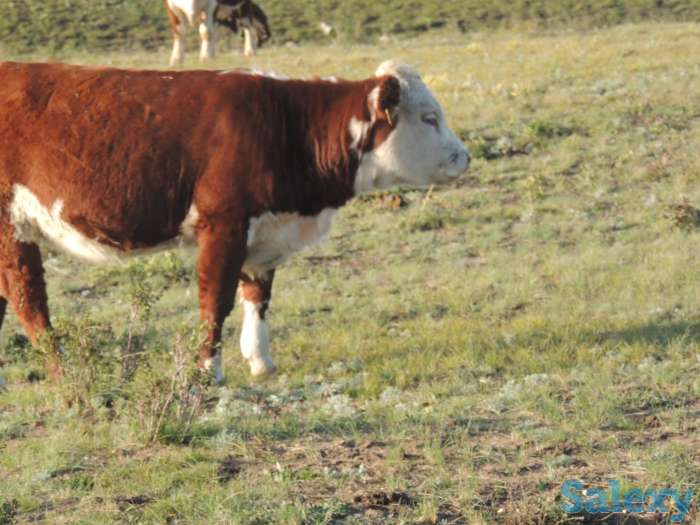 Племенные Герефорды, фотография 1