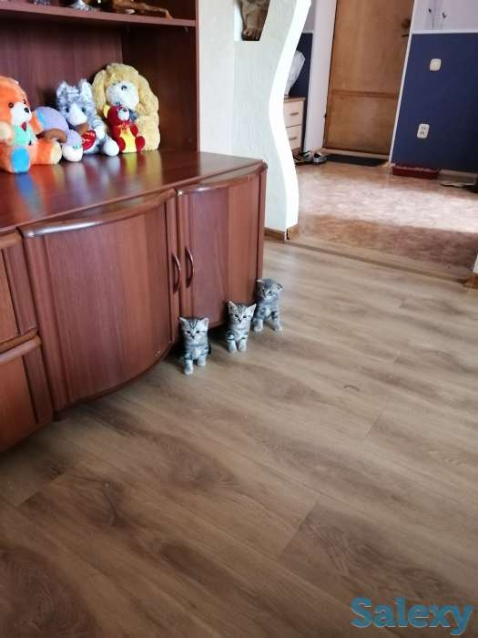 Отдам в хорошие руки породистую кошечку, фотография 1