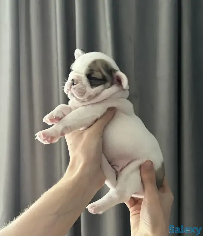 Очаровательные щенки, с сладкими складочками, фотография 3