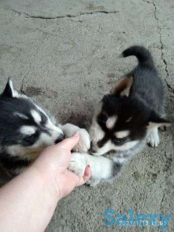 Срочно продаются щенки Сибирской хаски, фотография 1