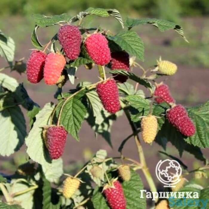 Малина ремонтантная Похвалинка, фотография 1
