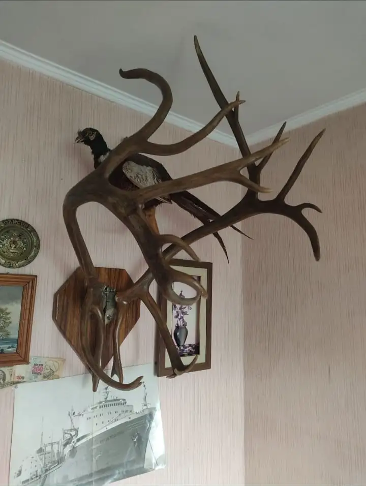 Рога Северного оленя, фотография 1