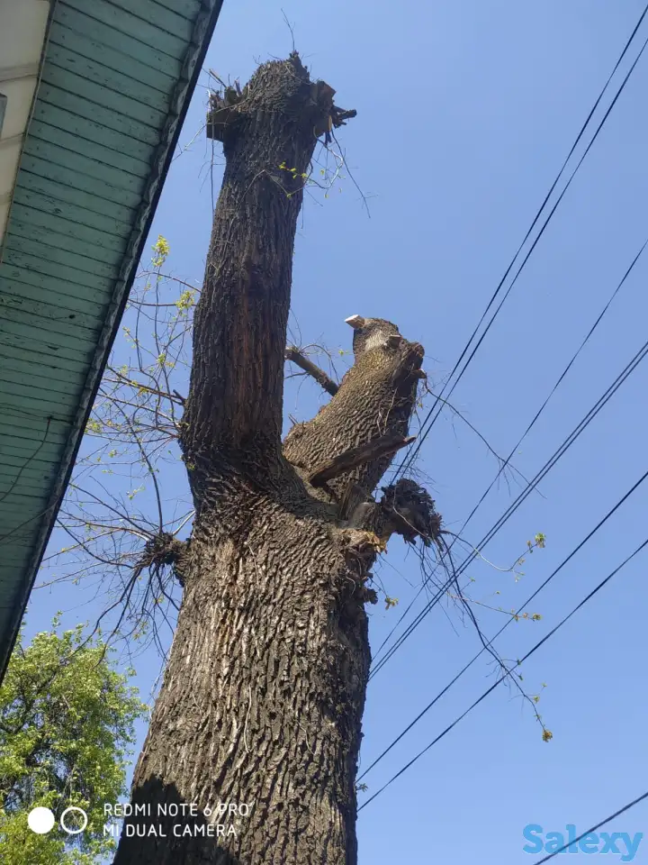 Спил деревьев по городу Алматы и Алматинской области, фотография 4