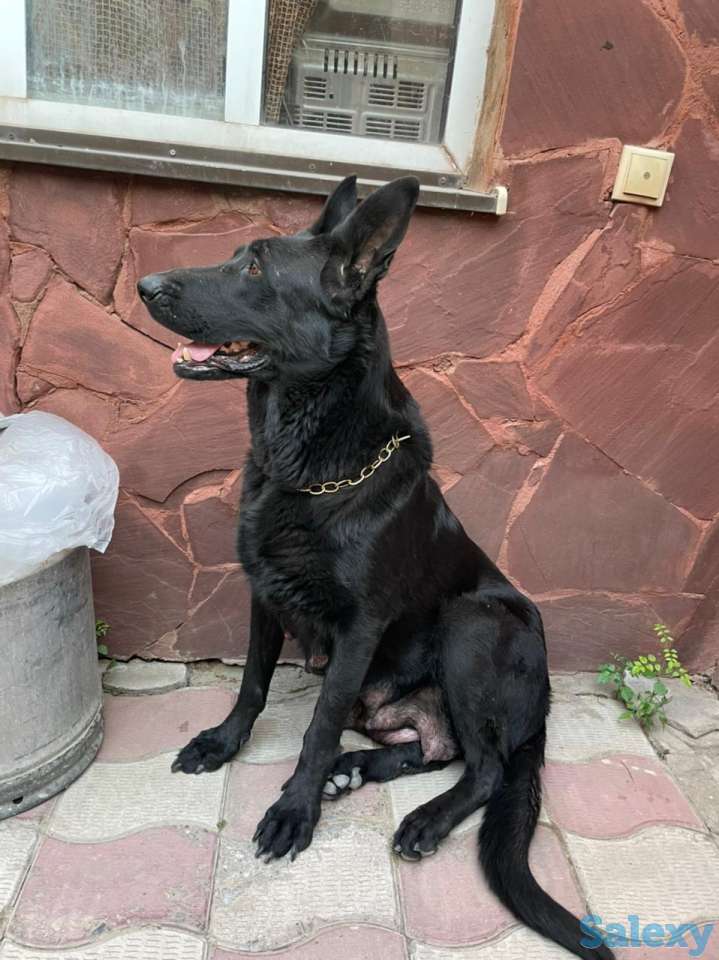 Продаются щенки восточно-европейской овчарки чистокровные, фотография 6