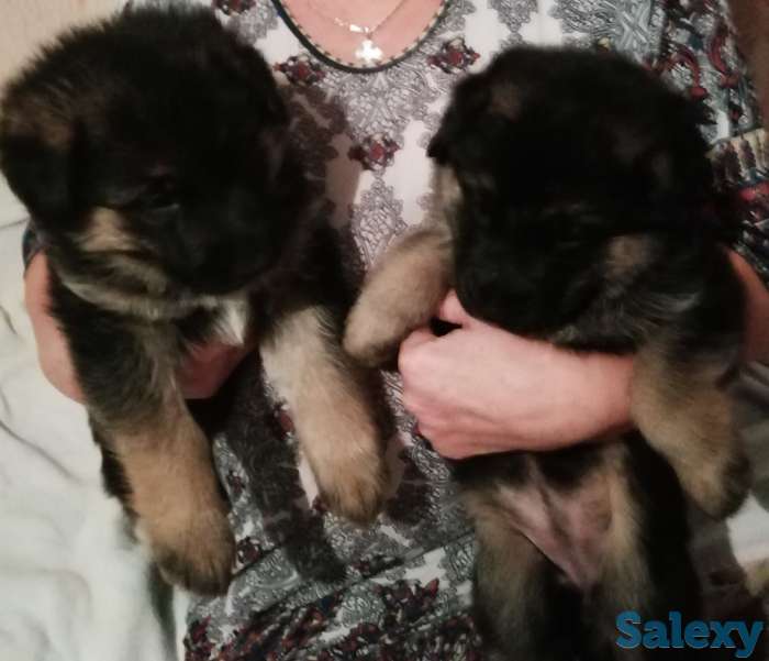 Продам щенков немецкой овчарки, фотография 1