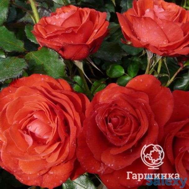 Роза роберт винстон, харкнесс, фотография 1