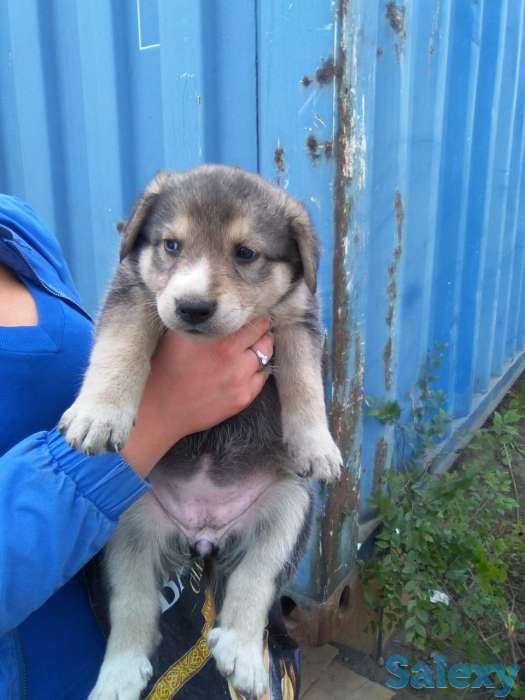 Отдам щенят в добрые руки, фотография 1