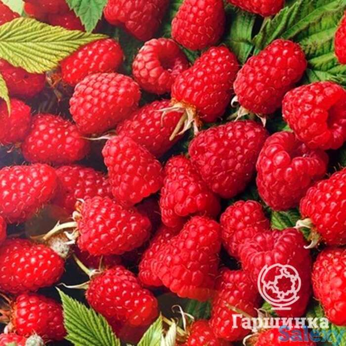 Малина Брянский Рубин, фотография 1